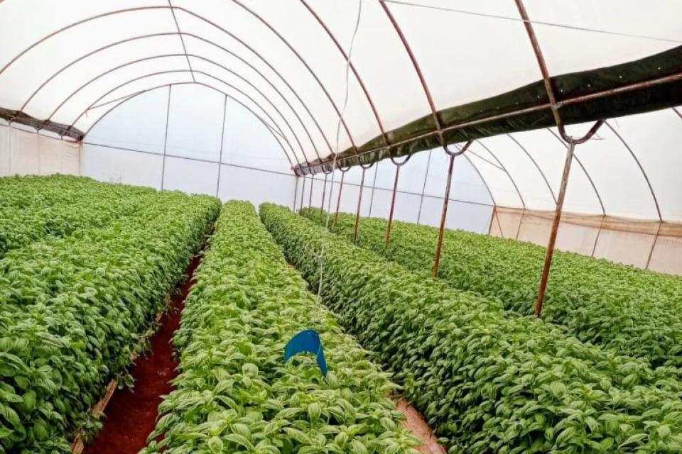 Greenhouse Technology