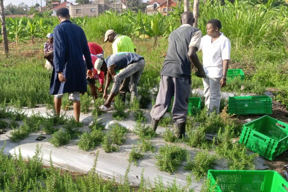 Herbs & Spices Production