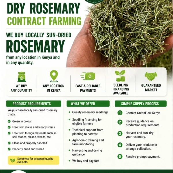 Rosemary Contract Farming